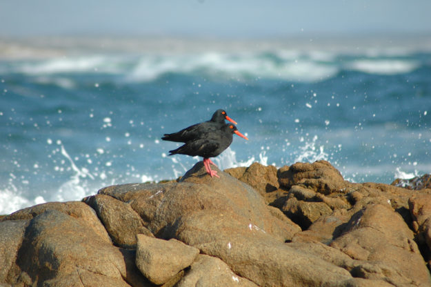 African-BLack-Oystercatcher
