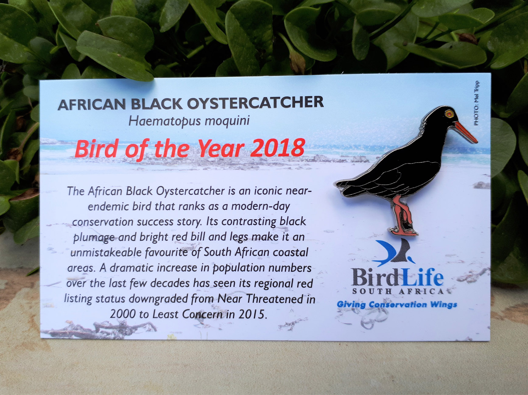 Bird of the Year 1