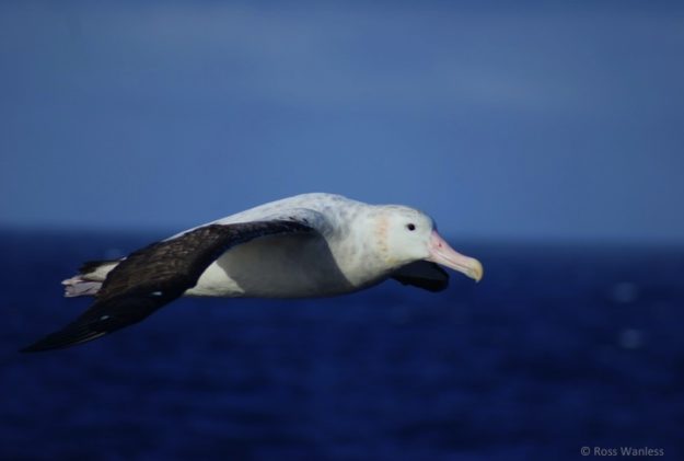 For-on-the-high-seas-poem
