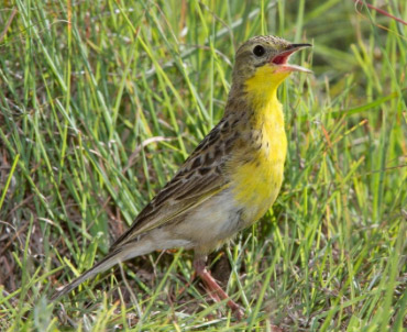 yellow breasted pipit
