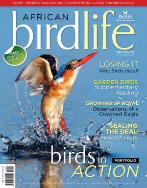 Cover-Kingfisher Cover-Kingfisher