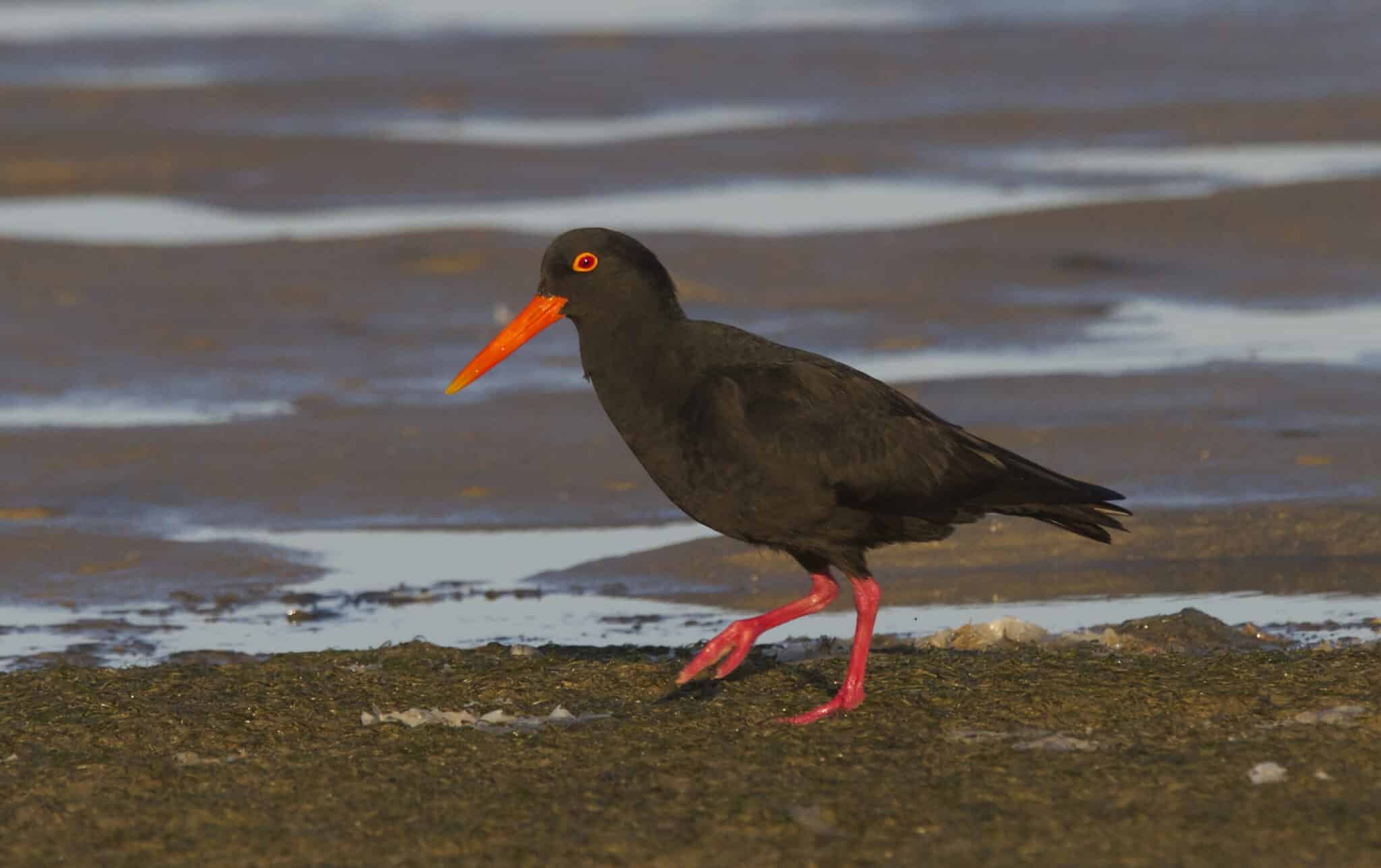 Oystercatcher, African Black - 20131215