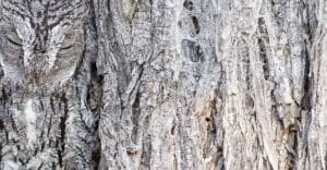 Birds-in-the-environment-205