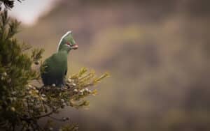 Birds-in-the-environment-644