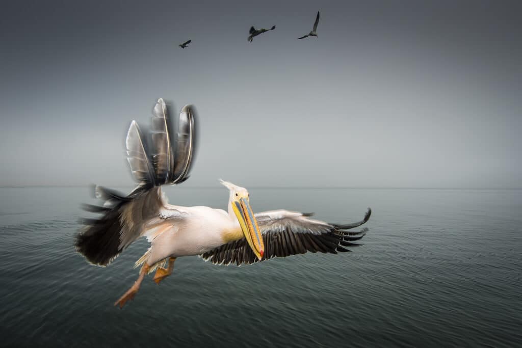 Pelican flight