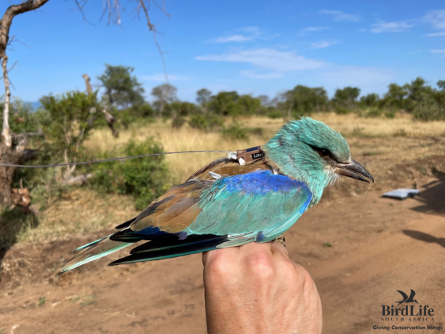 European Roller_Hera_Tagged