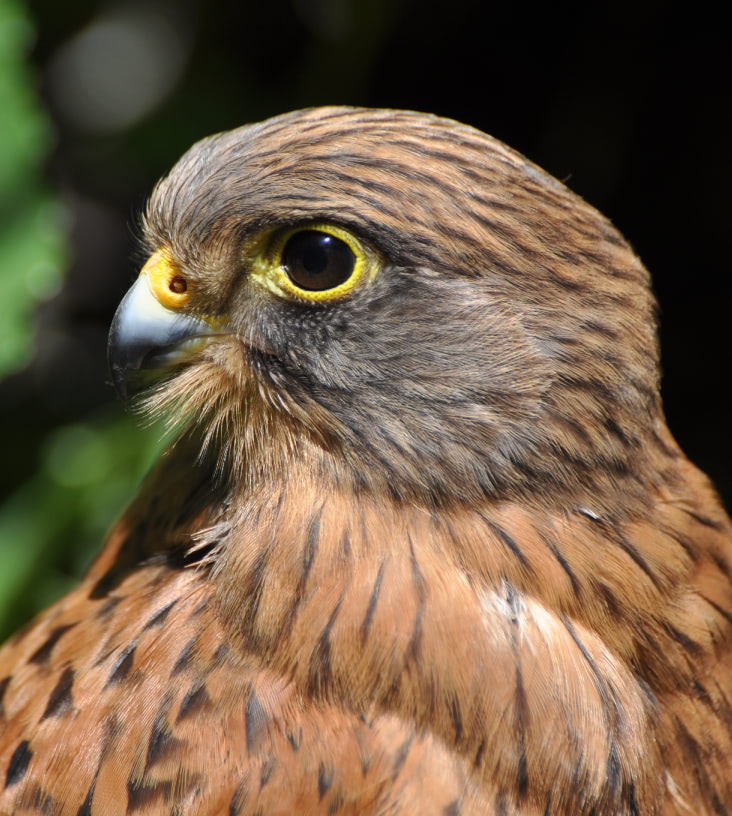 Photo of Rock Kestrel © Alan Lee