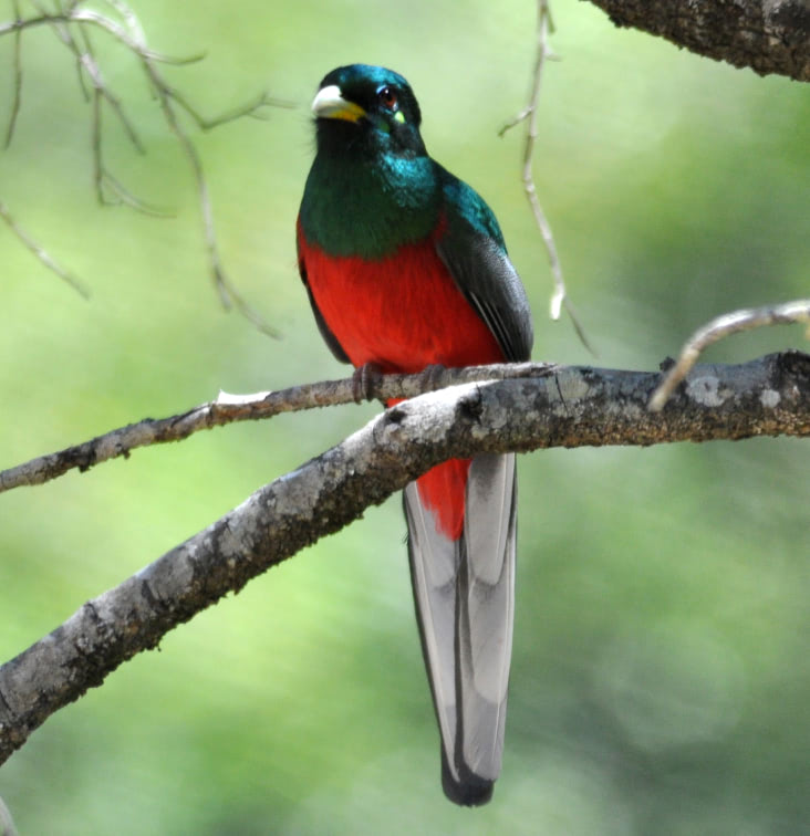 Photo of Narina Trogon © Alan Lee