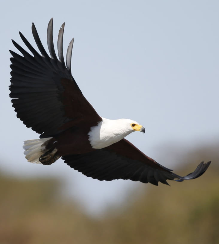 Photo of African Fish Eagle © Warwick Tarboton