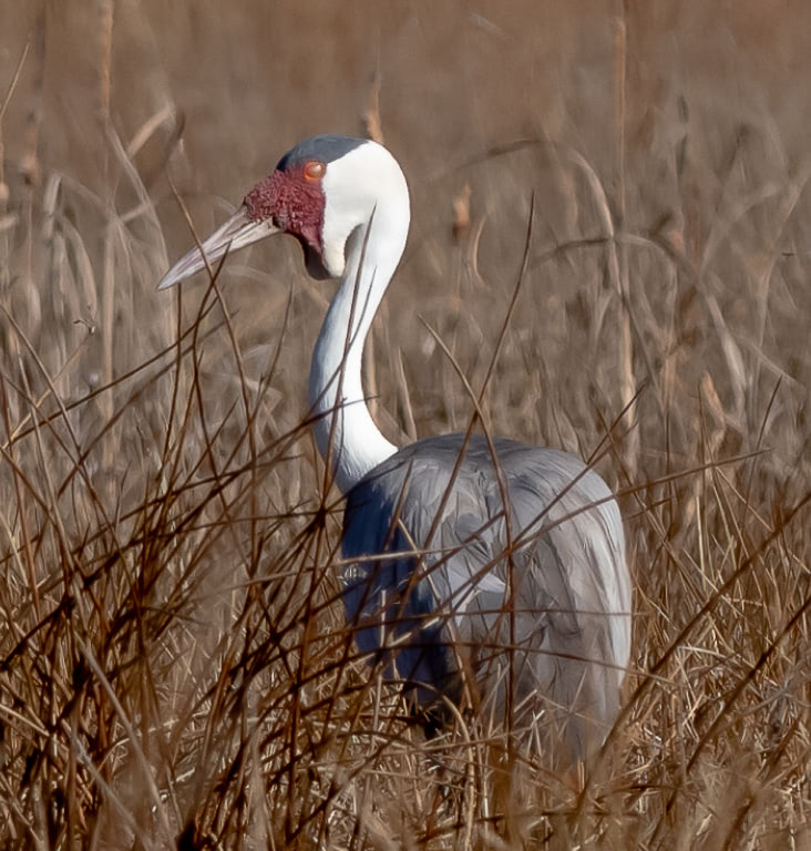 Photo of Wattled Crane © Brian Roberts