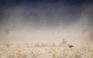 Konrad Andrag Birds-in-the-environment-534
