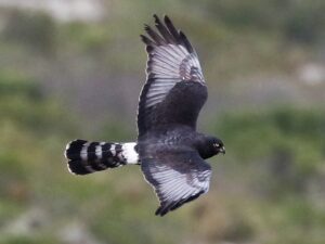 black harrier