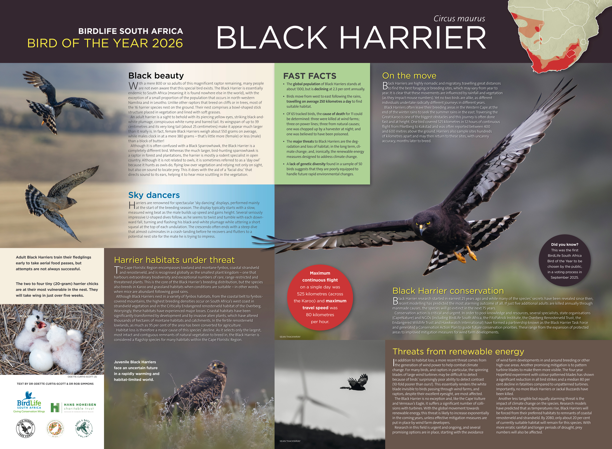 BoTY-2026-Black-Harrier-Poster