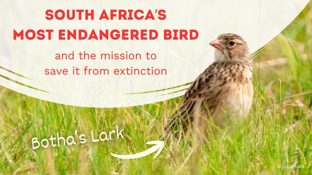 Conservation Conversations Slides - 200th Episode