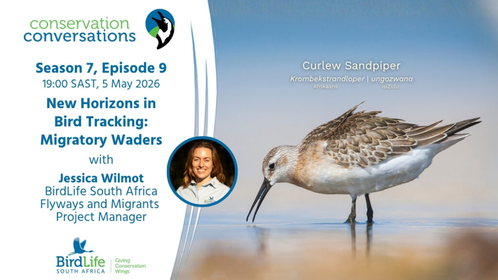 New Horizons in Bird Tracking Migratory Waders