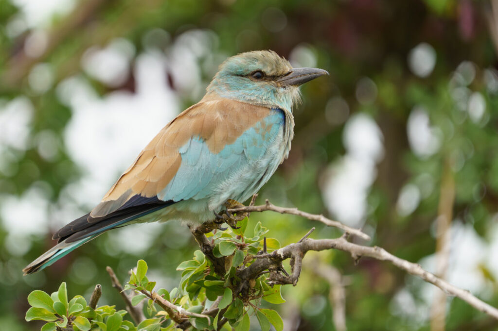 European Roller_Reece Dodd_Marlize Muller
