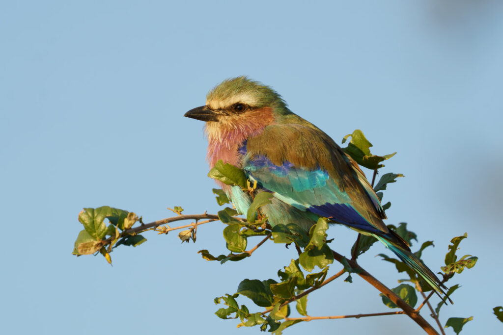 Lilac-breasted Roller_Reece Dodd_Marlize Muller