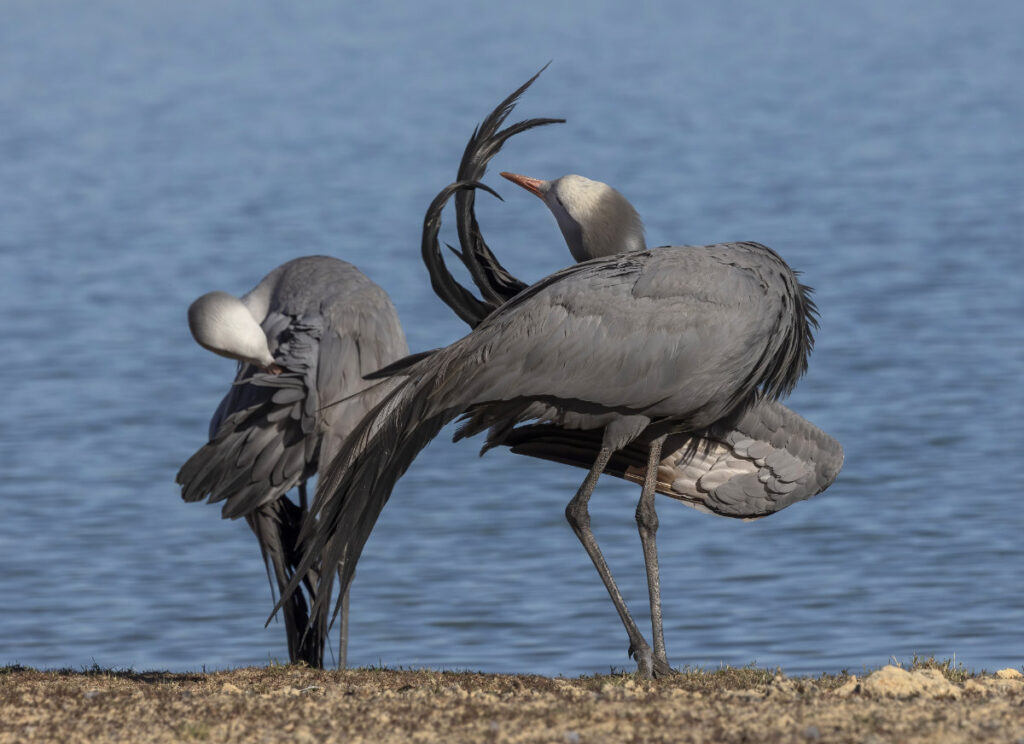 Rachel Gemmel Blue Crane