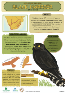 Black Harrier BOTY 2026 Infographic 1