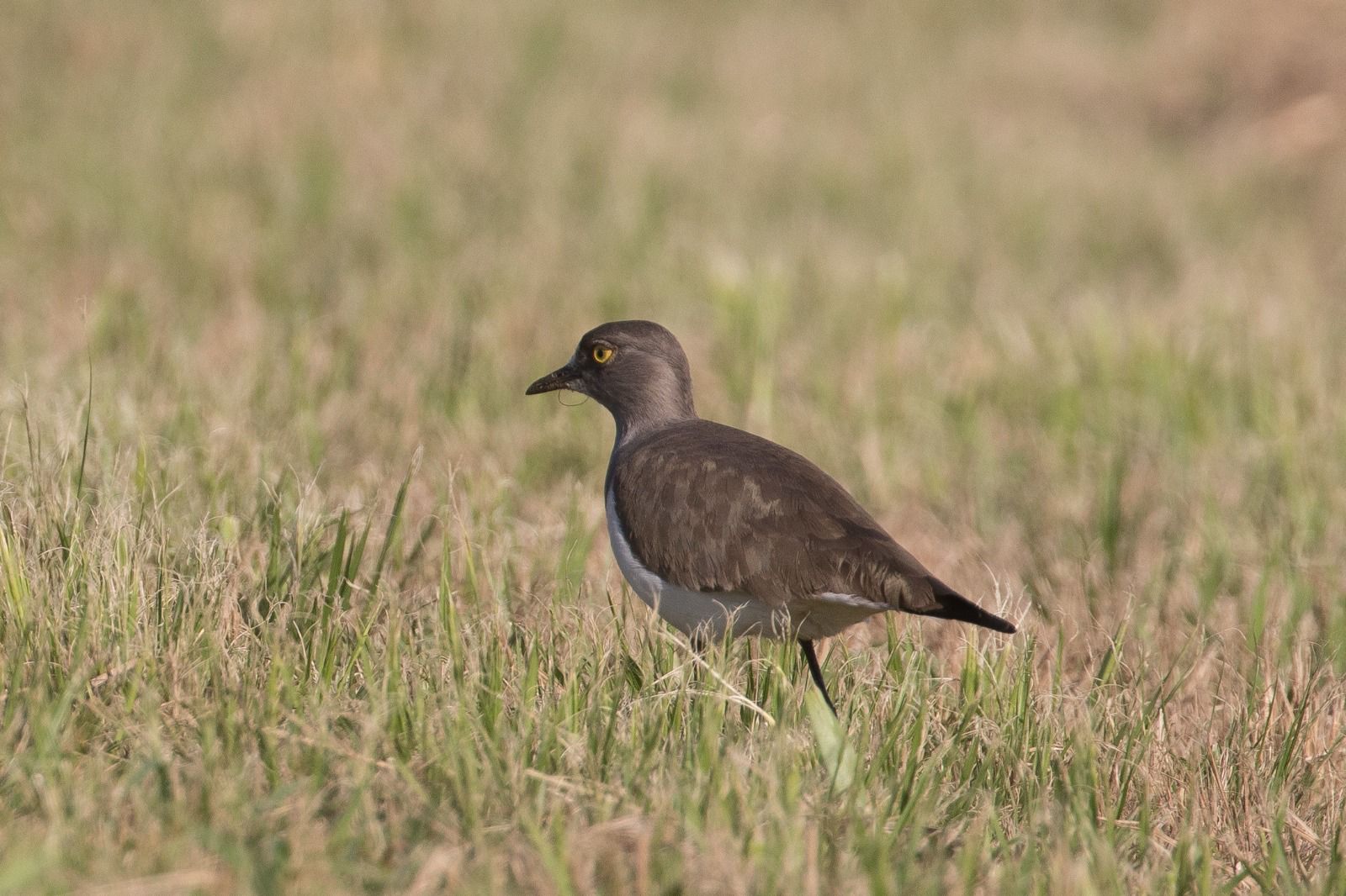 Senegal Lapwing - Wesley Gush_cassie.carstens@bird