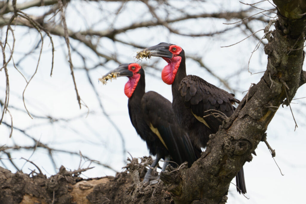 Southern Ground Hornbill_Reece Dodd_Marlize Muller