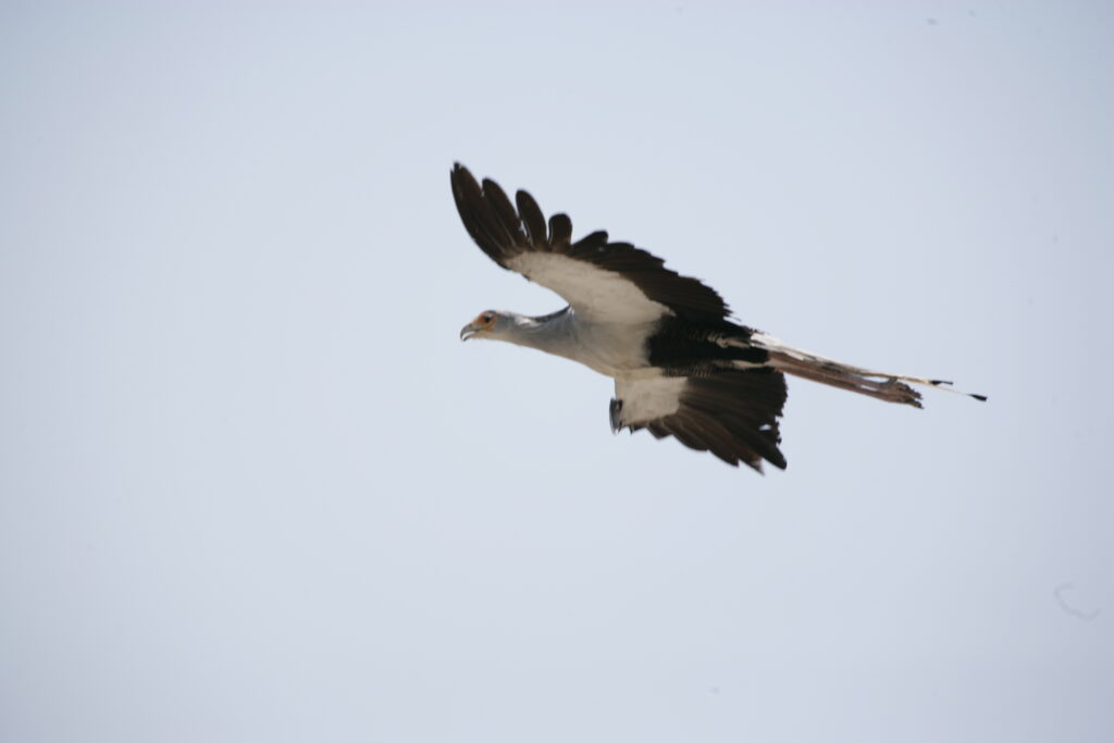 Warwick Tarboton 118 Secretarybird 22782